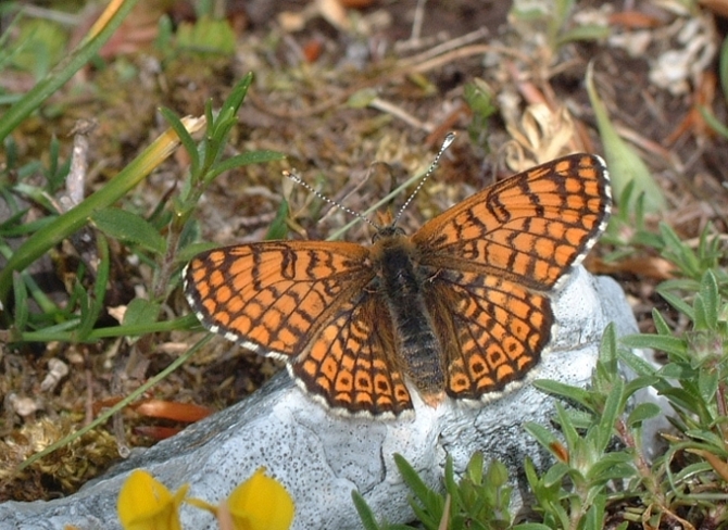 Melitaea cinxia